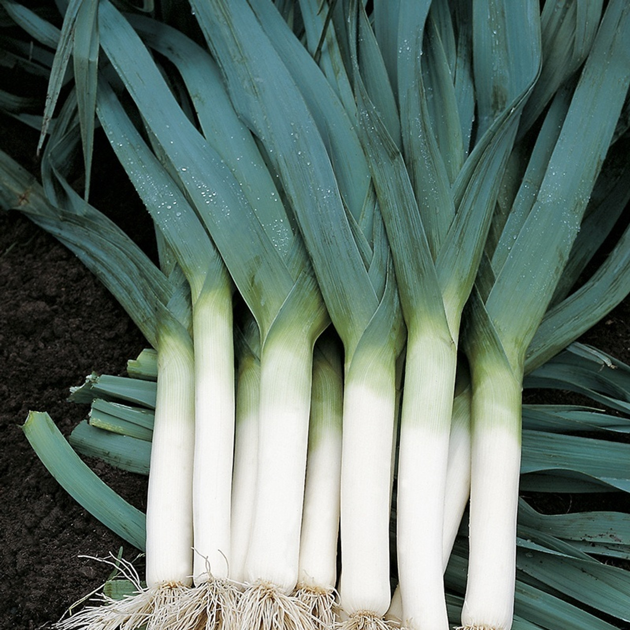 Leeks